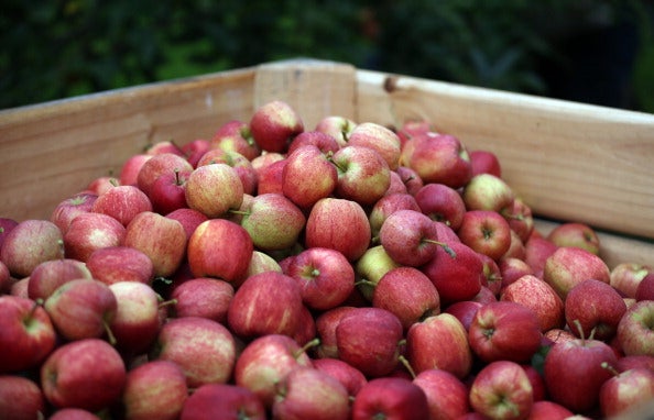 Places To Go Apple Picking In New Jersey